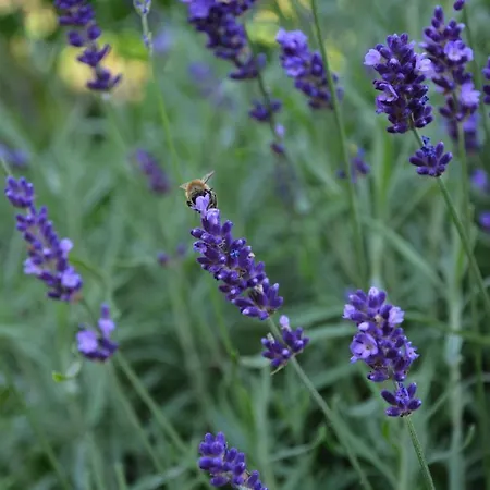 Gorski Zakatek Appartement *