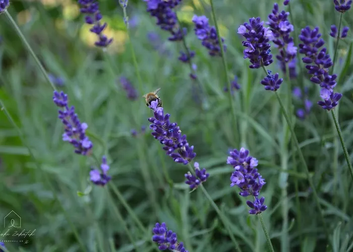 Gorski Zakatek Apartment *